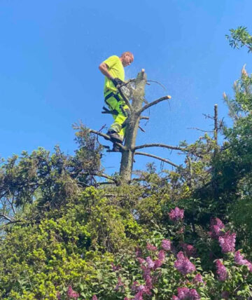 Anställd utför trädfällning i Malmö